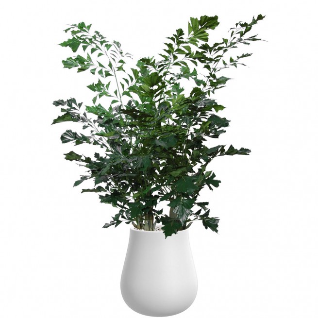 Planta semi-artificiala Ila, Fishtail Lux Green - 260 cm
